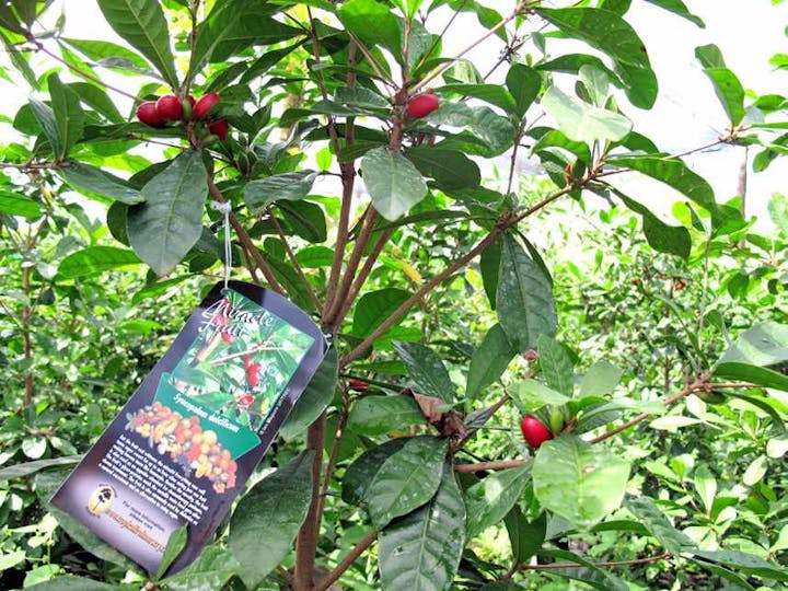 Pine Islands Nursery